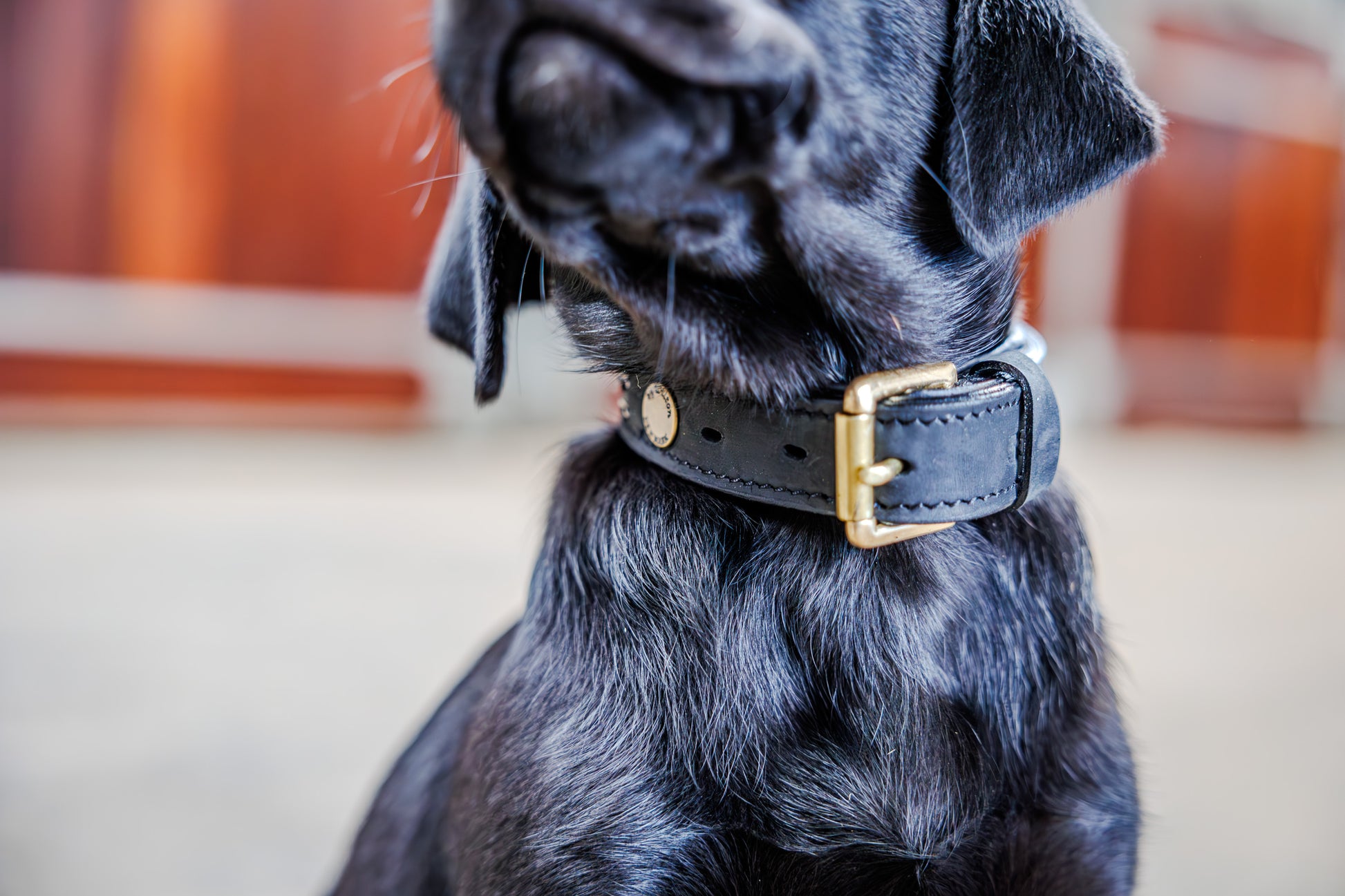 Elegant Dog Collar