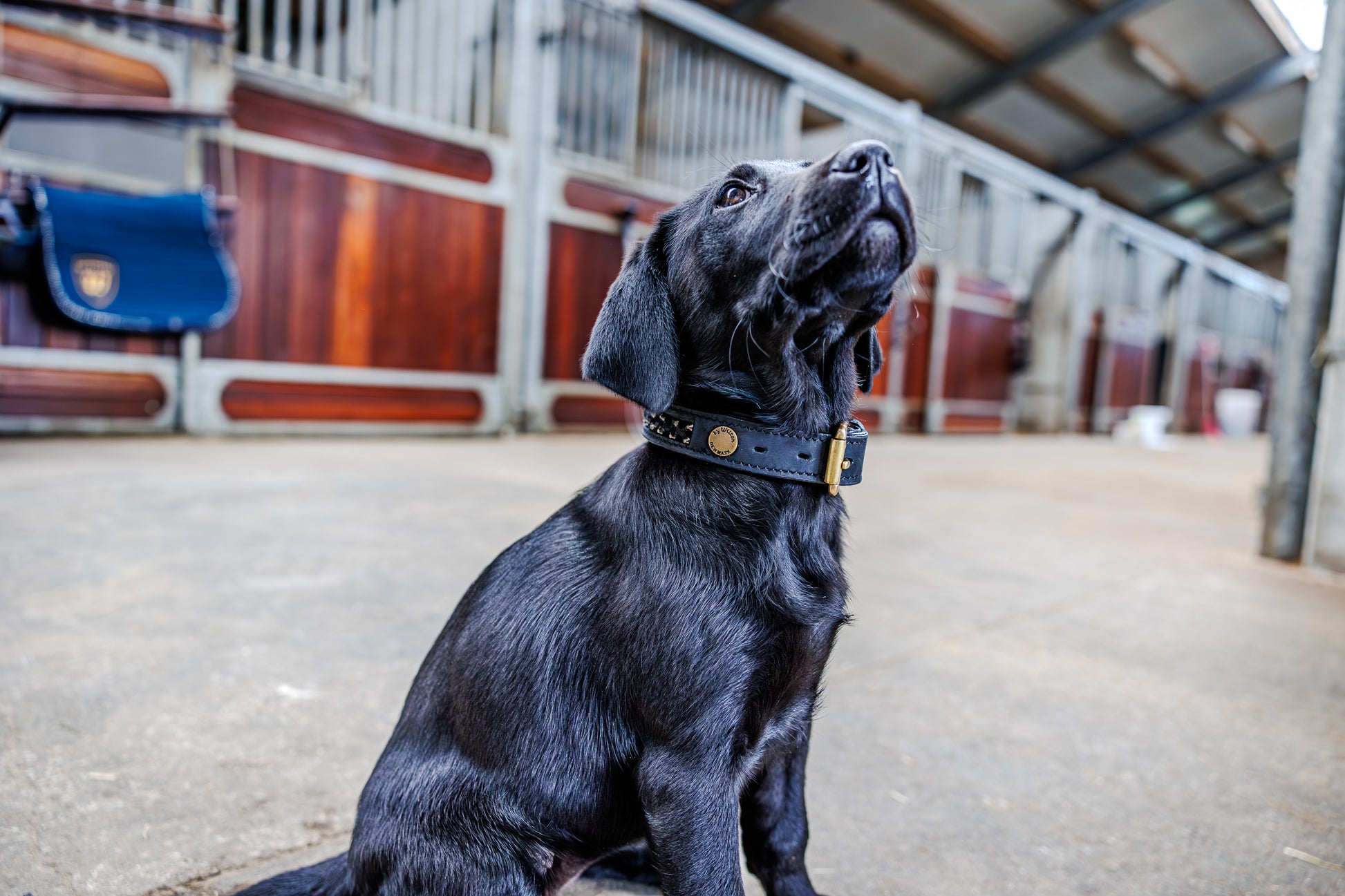 Elegant Dog Collar